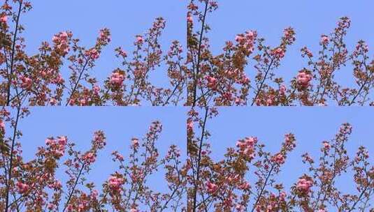 春分时节的樱花盛开高清在线视频素材下载