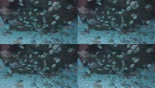 成群结队的鱼儿在水中游动高清在线视频素材下载