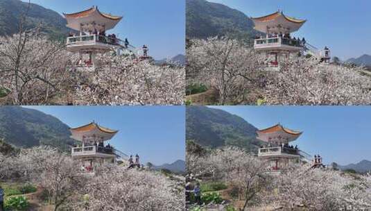 中国广东省广州市从化区广州流溪梅花节高清在线视频素材下载