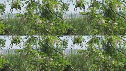 槐花（紫槐 黄槐）高清在线视频素材下载
