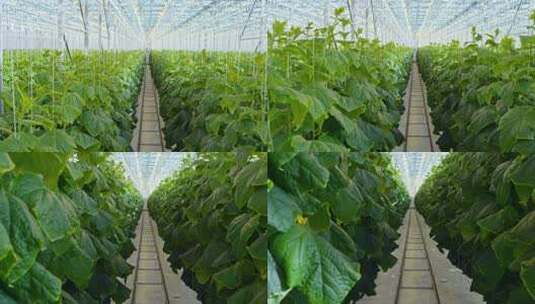 温室大棚蔬菜种植景象高清在线视频素材下载
