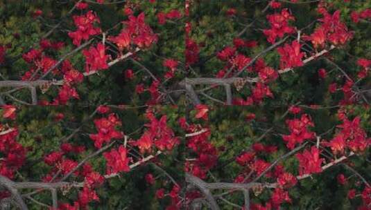 盛开的红色木棉花特写高清在线视频素材下载