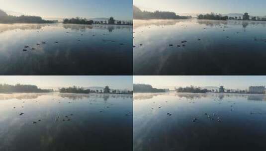 早晨，城里湖面上有一群野鸭高清在线视频素材下载
