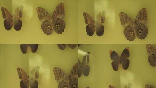昆虫蝴蝶标本模型高清在线视频素材下载