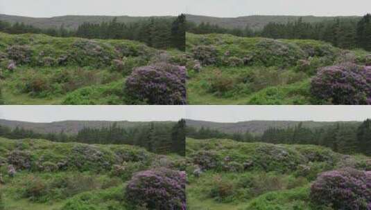 紫色野花覆盖山坡景观高清在线视频素材下载