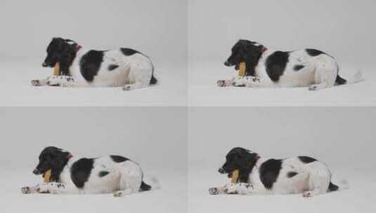 吃食物的小狗中间镜头高清在线视频素材下载