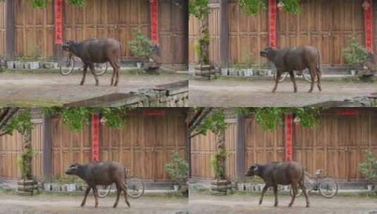 村里的牛高清在线视频素材下载