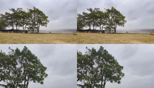 湖边大风吹树高清在线视频素材下载