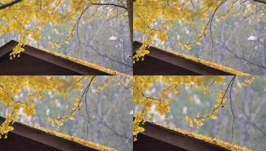 升格北京的秋天金黄的银杏树林掉落的黄叶高清在线视频素材下载