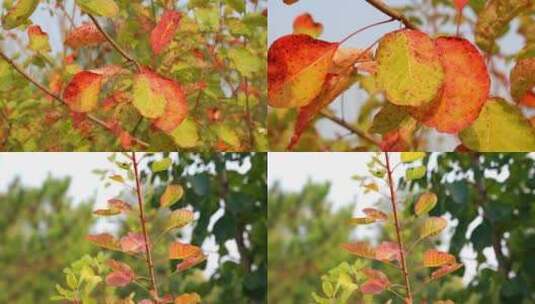 秋天红叶黄叶视频特写高清在线视频素材下载