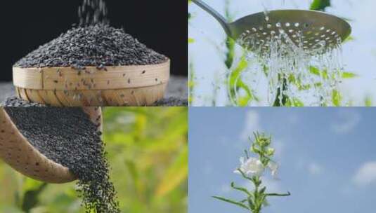 芝麻种植基地高清在线视频素材下载