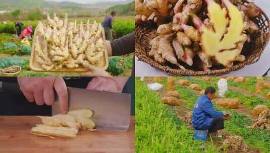 小黄姜种植高清在线视频素材下载