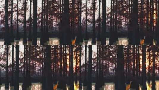 秋日武汉涨渡湖湿地红色水上森林水杉高清在线视频素材下载