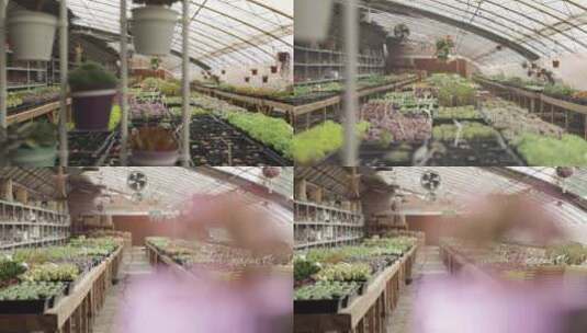 多肉植物种植销售园（轨道）高清在线视频素材下载