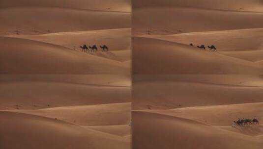 撒哈拉沙漠里骆驼运输商品货物高清在线视频素材下载