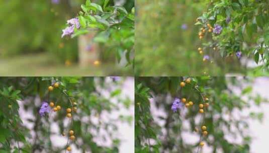 广州天河华南植物园紫色小花果实高清在线视频素材下载