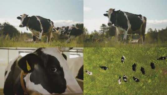 奶牛 牛奶 牧场 养殖 牛 种牛高清在线视频素材下载