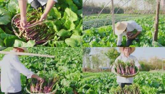 湖北红菜苔高清在线视频素材下载