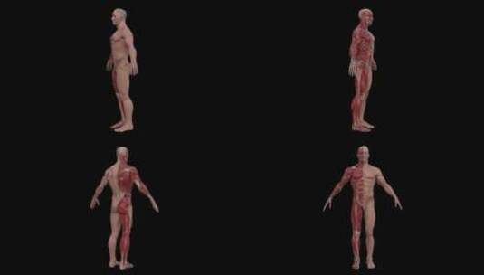 人体肌肉骨骼结构高清在线视频素材下载