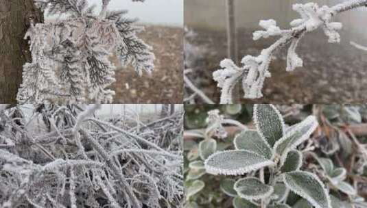 雾凇下的美景植物视频合集高清在线视频素材下载