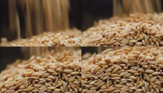 静距离特写干燥的小麦高清在线视频素材下载
