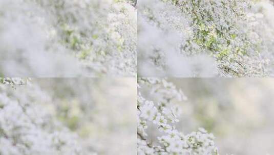 春天雪柳花白色小花满枝盛开高清在线视频素材下载