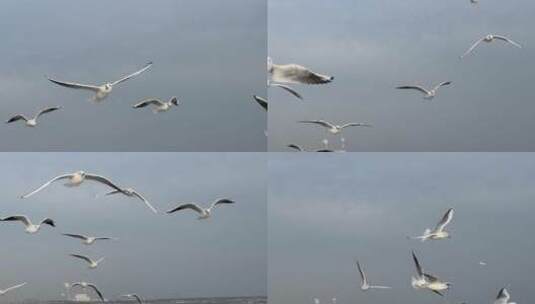 冬天海边飞翔的海鸥群高清在线视频素材下载
