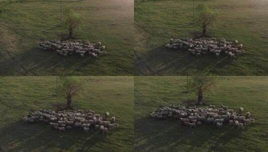 羊群草地航拍高清在线视频素材下载