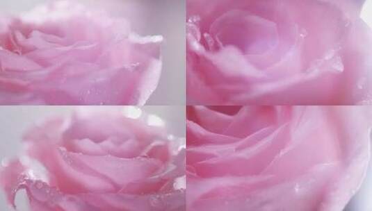 实拍娇嫩欲滴的粉色玫瑰花4K可商用高清在线视频素材下载