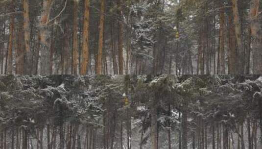 松树飘雪雪景高清在线视频素材下载