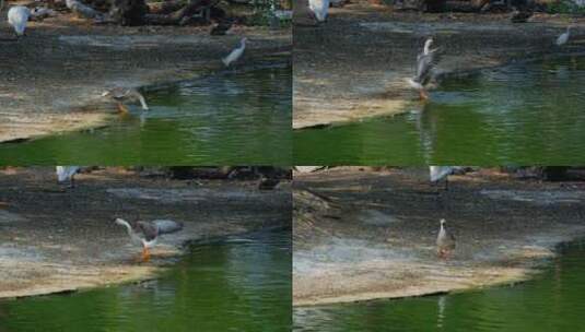 池塘边 河边 一只鹅拍打翅膀洗澡高清在线视频素材下载