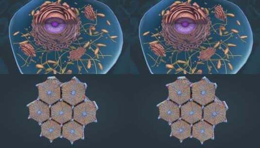 细胞核3D医学动画高清在线视频素材下载