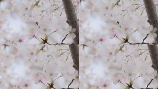 樱花（蜜蜂）-09高清在线视频素材下载