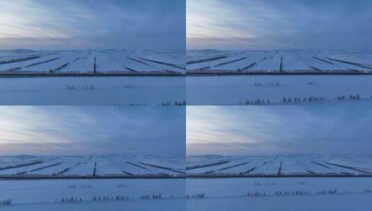 航拍东北垦区雪原雪野暮色高清在线视频素材下载