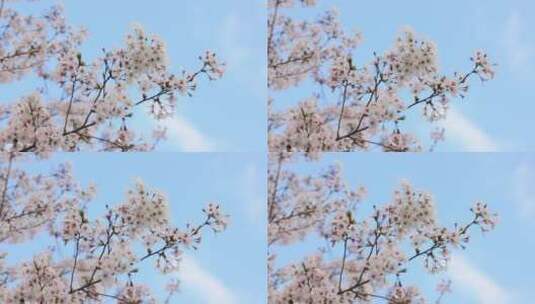 樱花空镜-天空背景-02高清在线视频素材下载