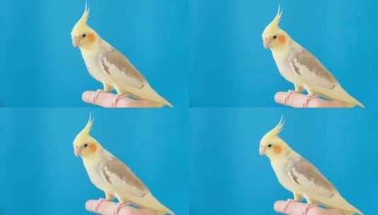 一只凤尾鹦鹉坐在手指上高清在线视频素材下载
