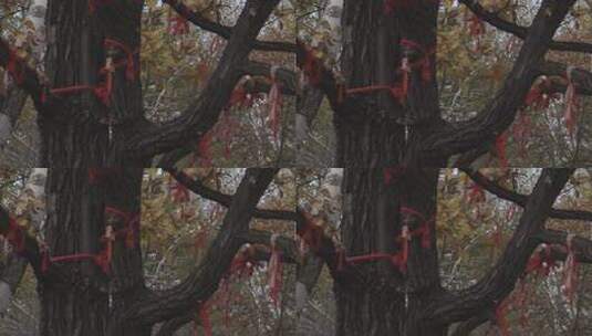 H秋季树干祈福红绳实拍高清在线视频素材下载