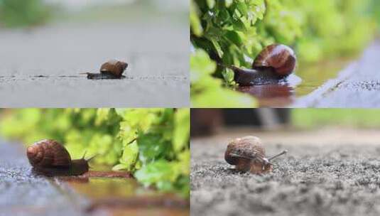蜗牛爬行合集高清在线视频素材下载