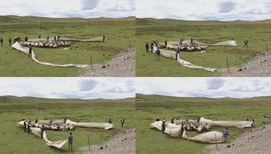 青海祁连山草原牧场圈养的牧民高清在线视频素材下载