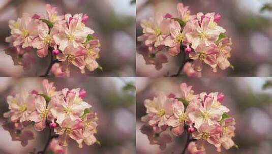 花朵花蕊 海棠花苹果树花朵高清在线视频素材下载