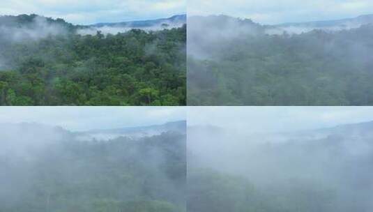 热带雨林迷雾森林绿色森林雾气森林高清在线视频素材下载
