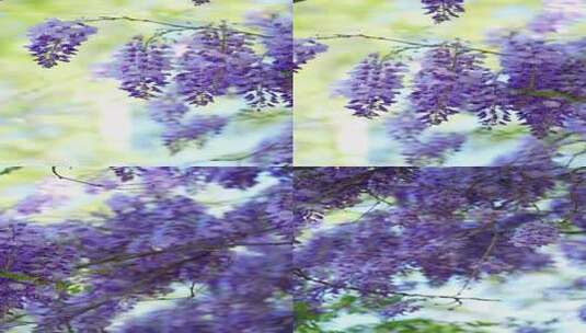 4K植物素材——紫藤高清在线视频素材下载