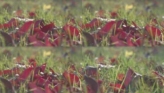 绿色草坪草地中的红枫叶高清在线视频素材下载