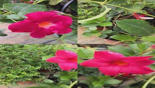 盛开的的花朵高清在线视频素材下载