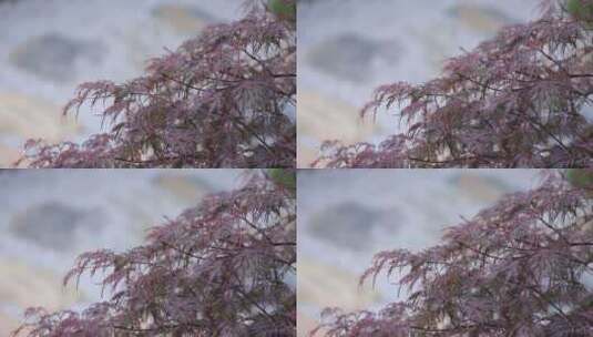 微风吹动枫树叶高清在线视频素材下载