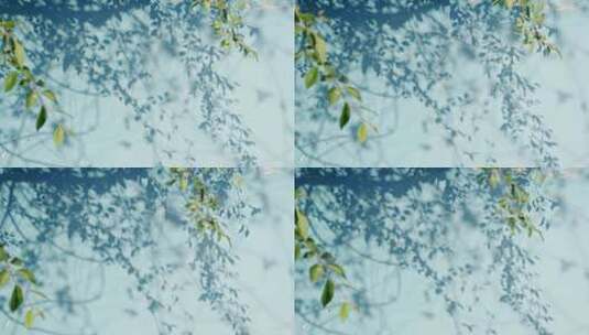 夏天蓝色墙面上的树叶光影清新空镜高清在线视频素材下载
