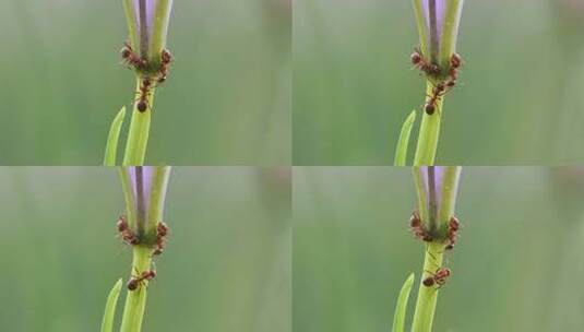 微距 蚂蚁世界高清在线视频素材下载