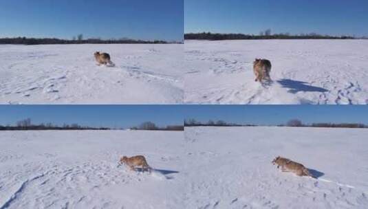 郊狼跑过雪地高清在线视频素材下载