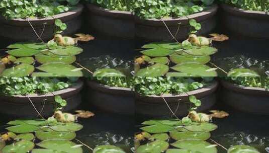 在小池塘里游动的小鸭子高清在线视频素材下载