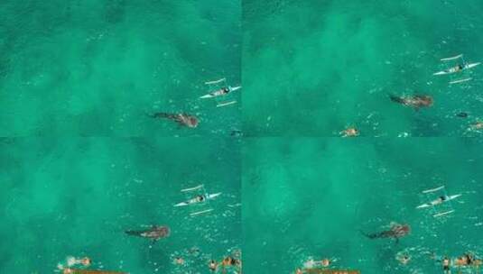 海里的鲸鲨高清在线视频素材下载
